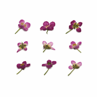 گل خشک نرلین مدل مینیاتوری spring بسته 9 عددی