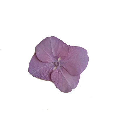 گل خشک مدل هورتانسیا کد G_8 مجموعه 8 عددی