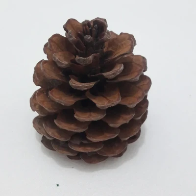 میوه تزیینی کاج مدل pine cone 1