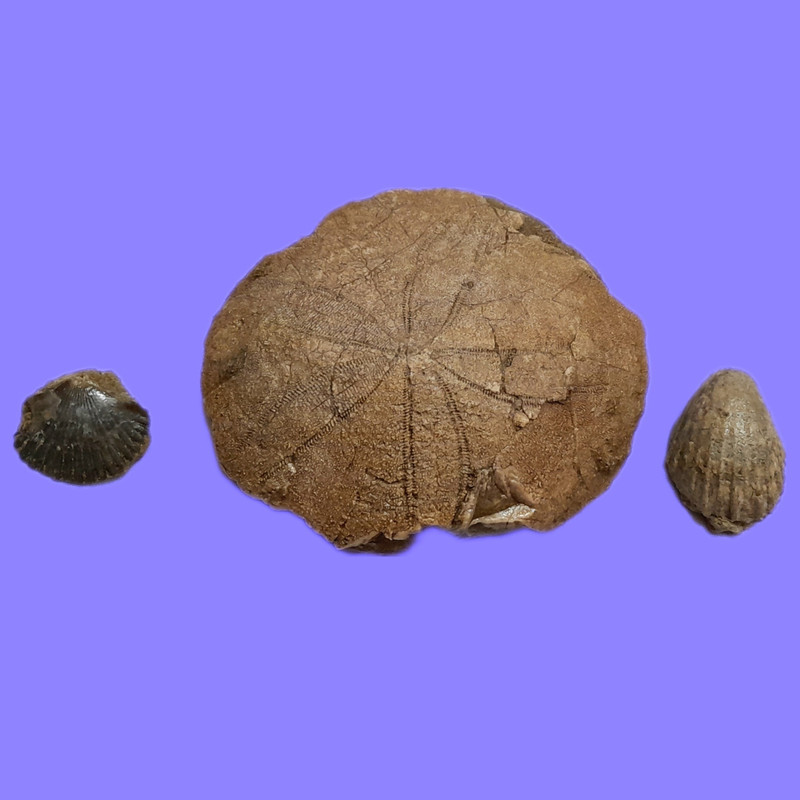 سنگ راف مدل فسیل صدف و ستاره دریایی کلکسیونی کد 473 مجموعه سه عددی