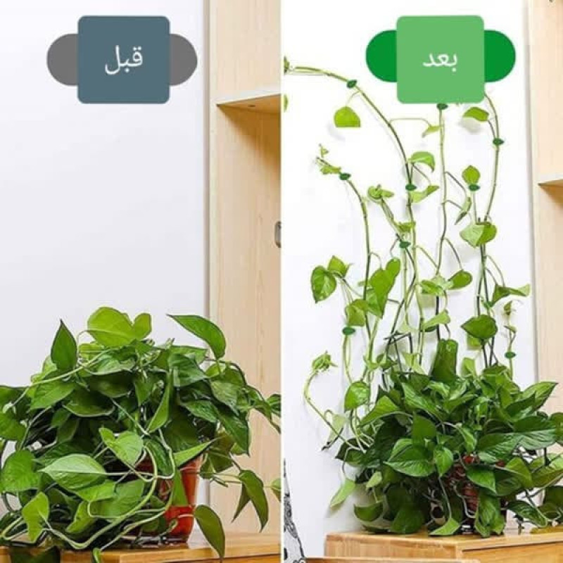 نگهدارنده گیاه مدل پتوس ساده بسته 50 عددی