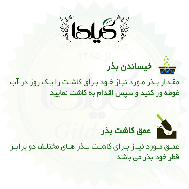 بذر خیار گرد کاروسل گیلدا کد 627
