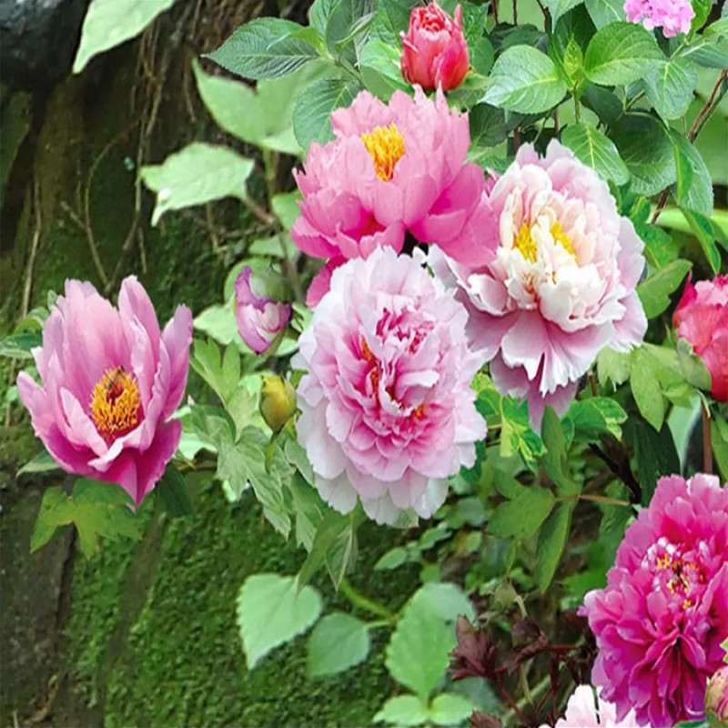 پوستر دیواری سه بعدی مدل منظره طبیعت DRVF1103