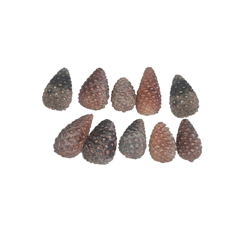 دکوری مدل میوه کاج بسته 10عددی