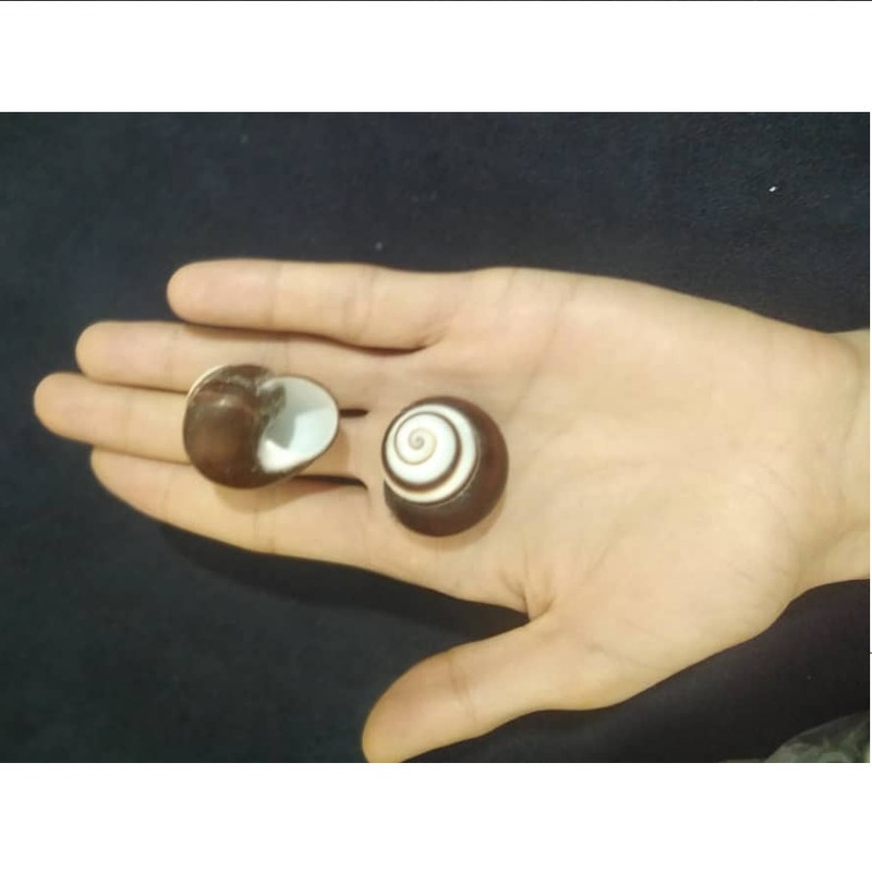 صدف تزیینی آکواریوم مدل ATR100 مجموعه 2 عددی