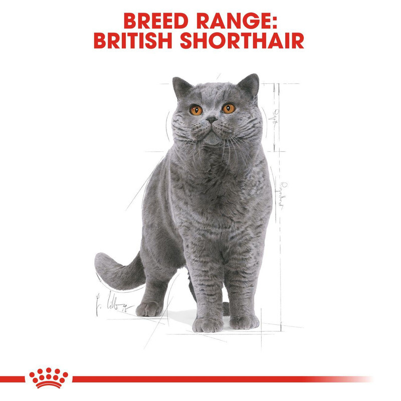 غذای خشک گربه بالغ رویال کنین مدل British shorthair adult وزن 2 کیلوگرم به همراه بستنی