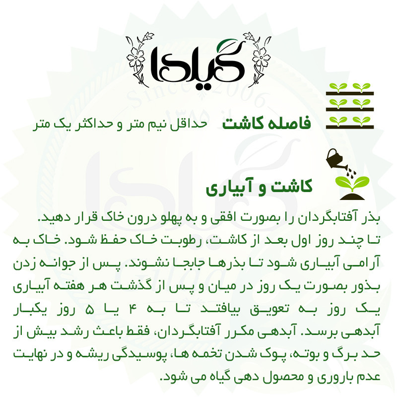 بذر آفتابگردان زینتی زرد پابلند گیلدا کد 833