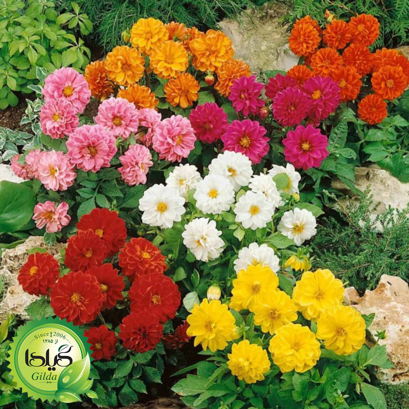 بذر کوکب الوان گیلدا کد 861