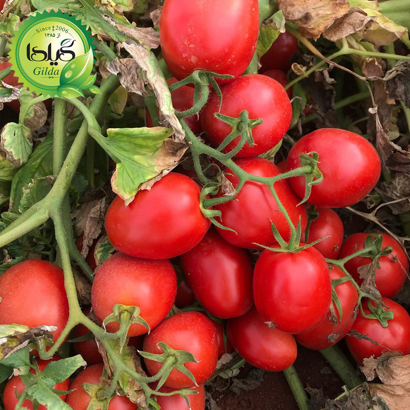 بذر گوجه درختی زیتونی گیلدا کد 576