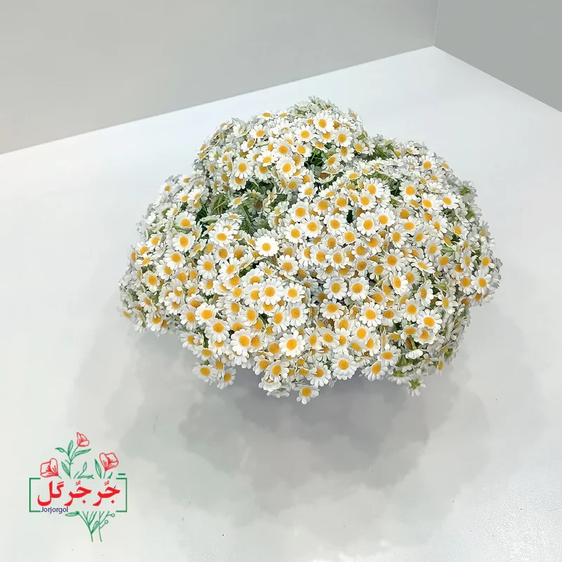دسته گل مصنوعی بابونه جُرجُرگل مدل 7 شاخه با طراحی طبیعی، الیاف مقاوم در برابر نور و رطوبت، مناسب دکوراسیون رومیزی و فضای باز، ارتفاع 30 سانتی‌متر، قابل استفاده در مراسم و هدیه ماندگار