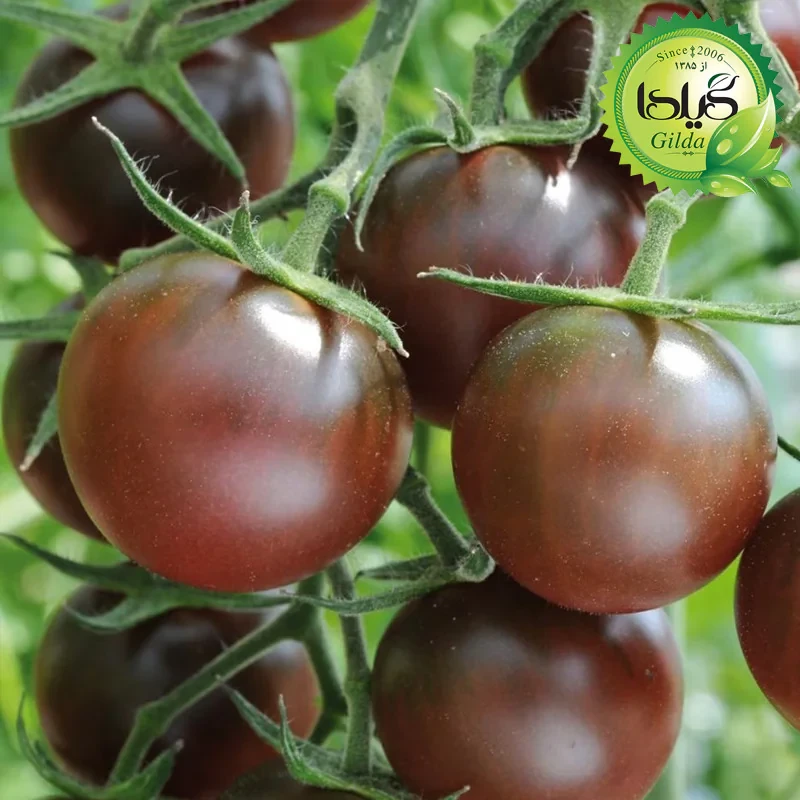 بذر گوجه گیلدا کد 096 مجموعه 8 عددی