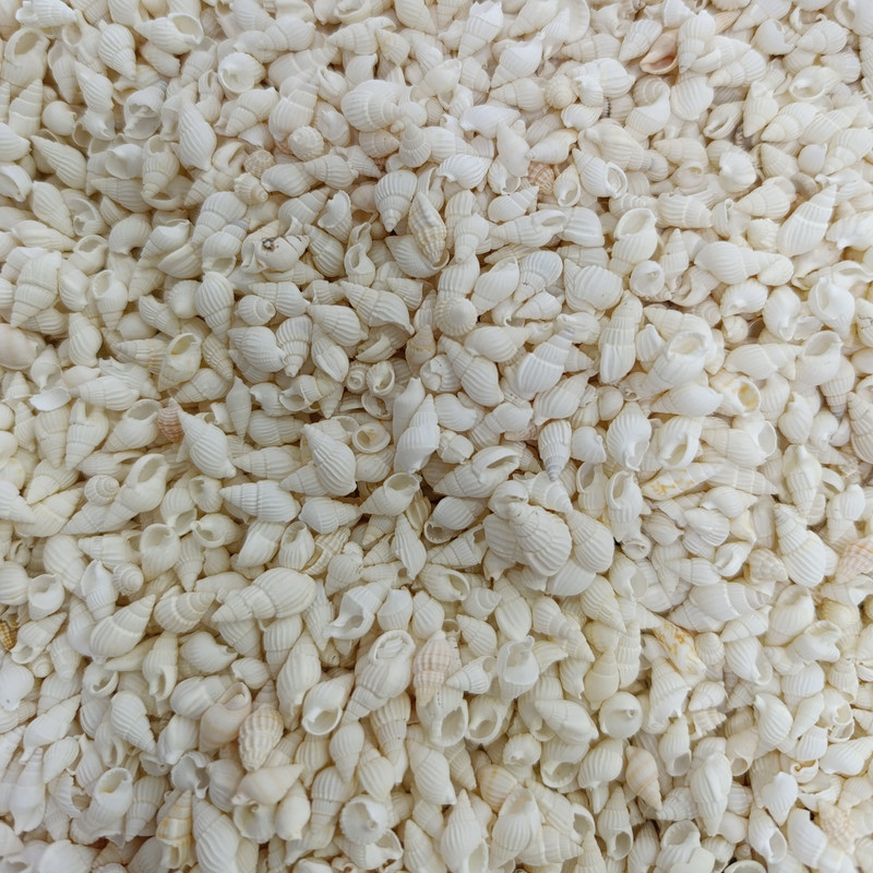 صدف تزیینی آکواریوم مدل pkst05 وزن 30 گرم