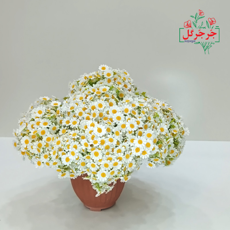 دسته گل مصنوعی بابونه جُرجُرگل مدل 7 شاخه با طراحی طبیعی، الیاف مقاوم در برابر نور و رطوبت، مناسب دکوراسیون رومیزی و فضای باز، ارتفاع 30 سانتی‌متر، قابل استفاده در مراسم و هدیه ماندگار