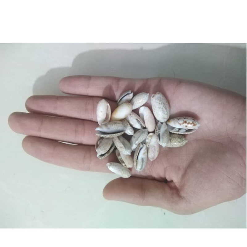 صدف تزیینی آکواریوم مدل پسته ای وزن 200 گرم