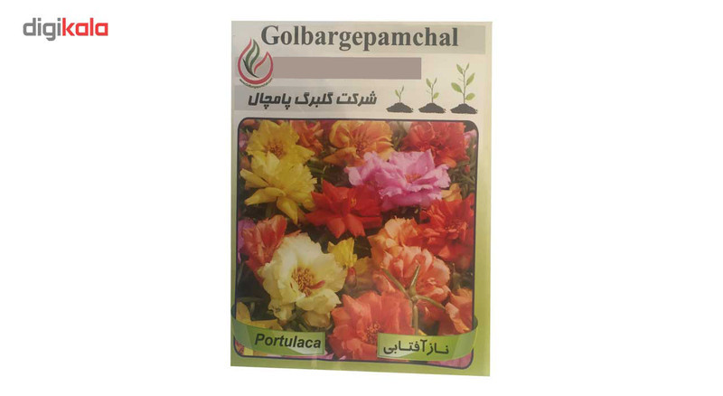 بذر گل ناز آفتابی گلبرگ پامچال مدل GP20