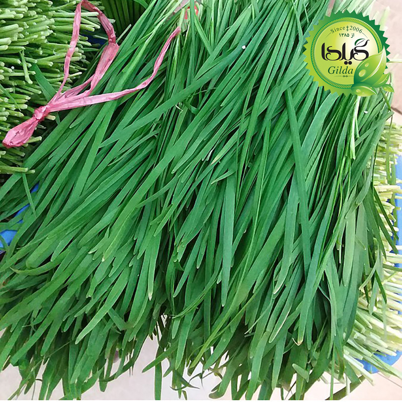 بذر تره گیلدا کد 115