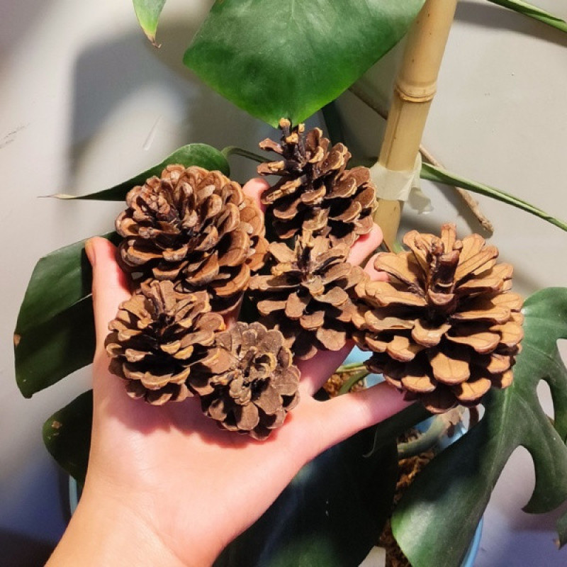 کاج دکوری مدل Ka2 مجموعه 6 عددی
