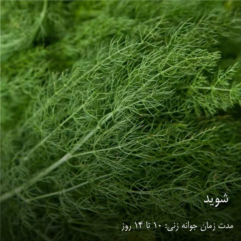 بذر سبزیجات گرین سیدز کد 2005 مجموعه 10 عددی