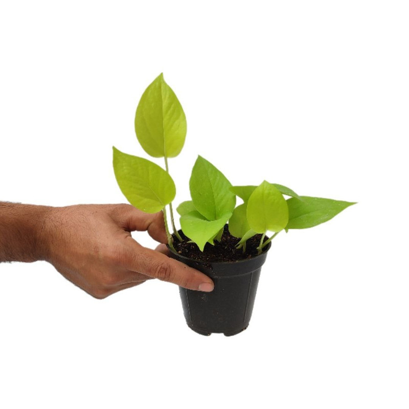 گیاه طبیعی پتوس نئون مدل 06