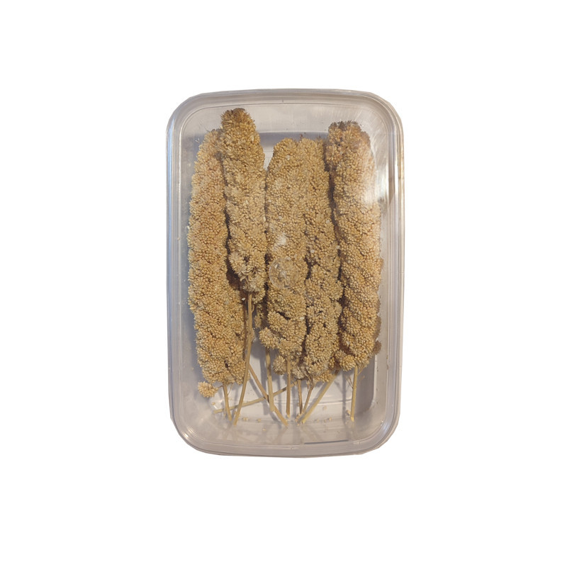غذای پرنده مدل ارزن خوشه ای کد SP7 بسته 10 عددی