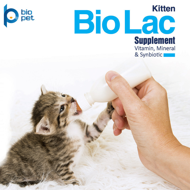 شیر خشک گربه بایو پت مدل Kitten BioLac Super Premium وزن 400 گرم