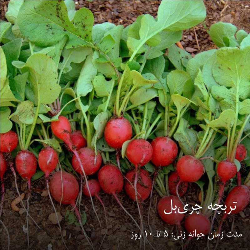 بذر سبزیجات گرین سیدز کد 2005 مجموعه 10 عددی