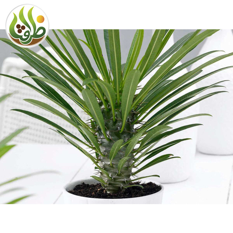 کود کامل تقویتی نخل ماداگاسکار ظرافت مدل KO21313 وزن 100 گرم
