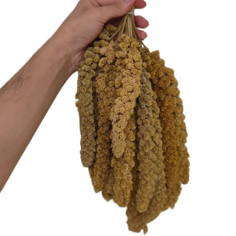 غذای پرنده مدل ارزن خوشه ای درشت کد 020 بسته 20 عددی وزن 240 گرم