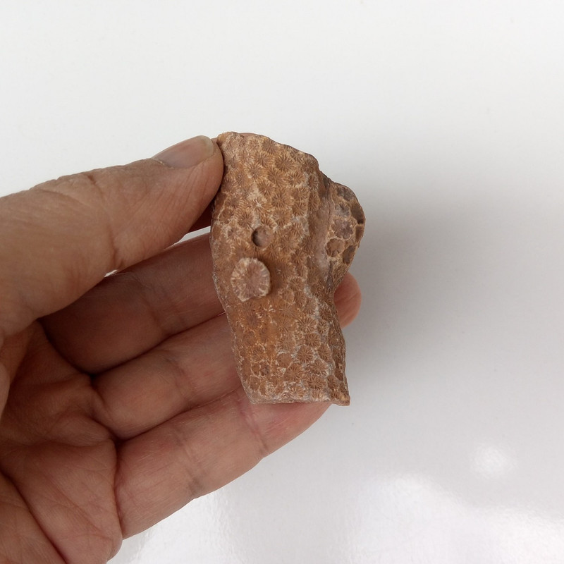 سنگ راف مدل فسیل مرجان کد RS1304