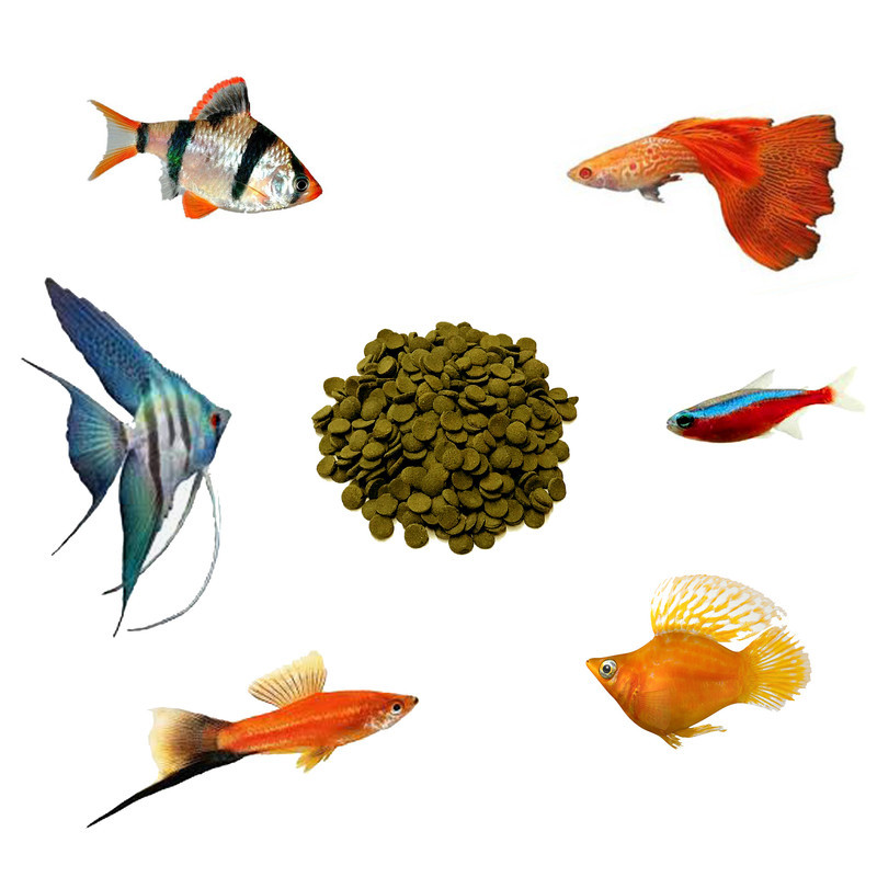 غذای ماهی گوپی مدل protein وزن 50 گرم