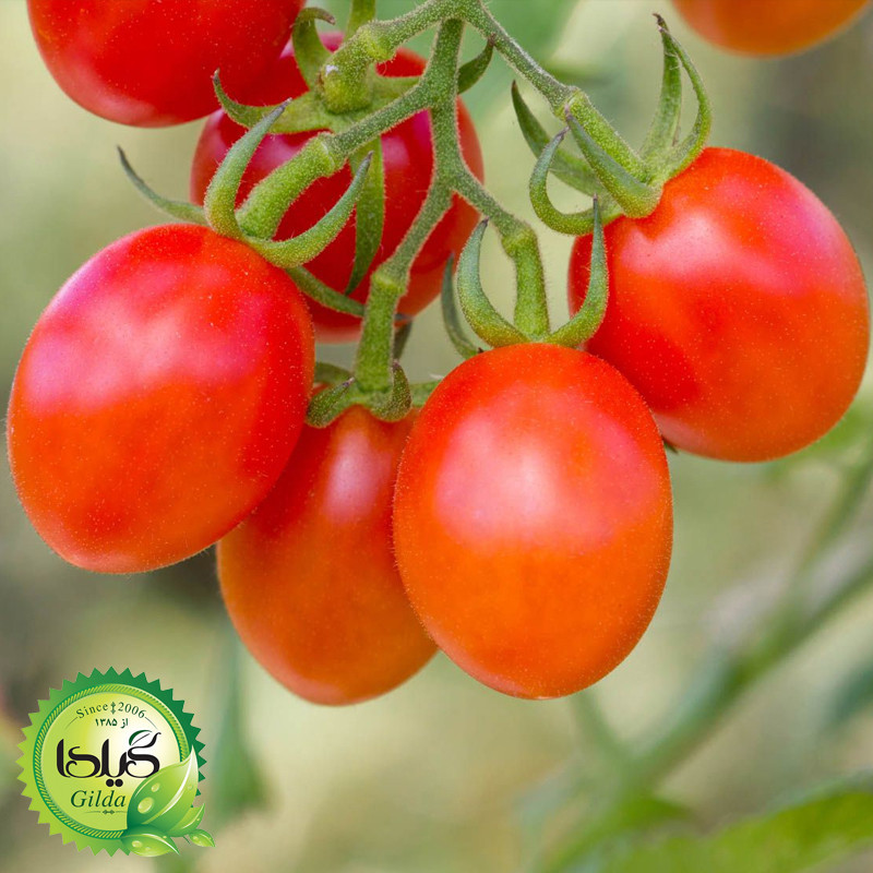بذر گوجه درختی زیتونی گیلدا کد 576
