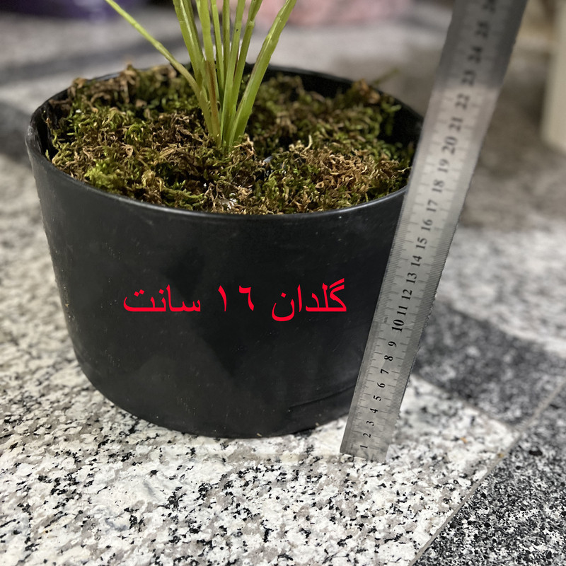 گلدان به همراه گل مصنوعی مدل پرنده بهشتی دو بوته و پاچیرا