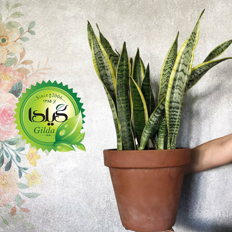 کود مایع کامل سانسوریا گیلدا مدل NPK حجم 120 میلی لیتر