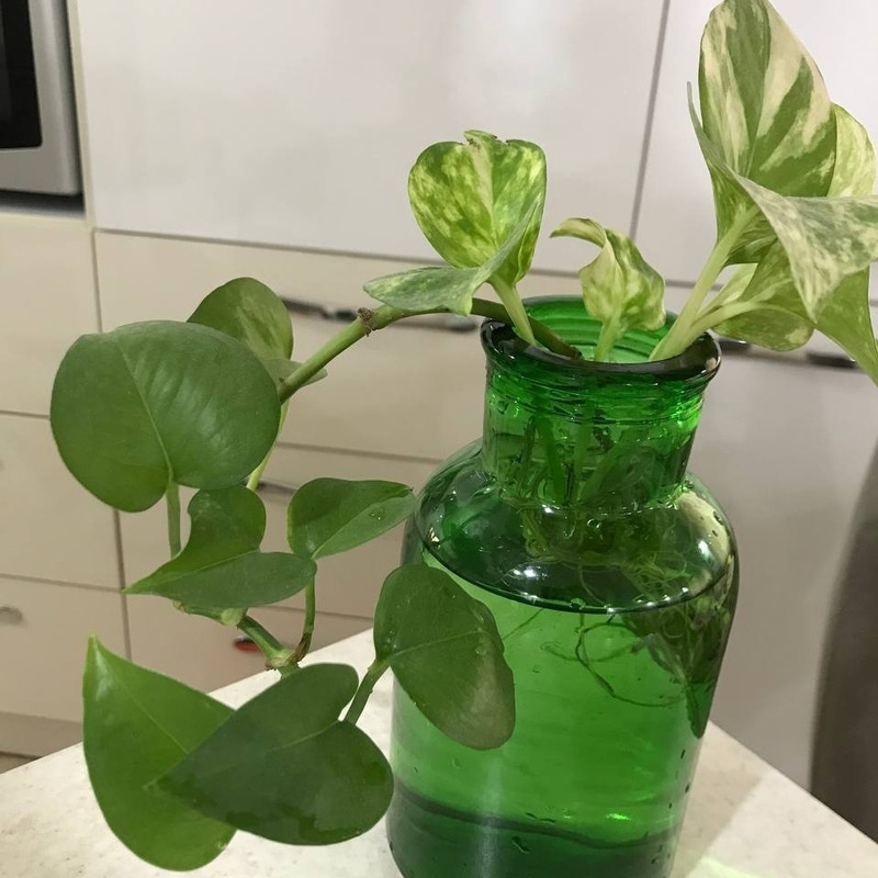 گلدان دکوری شیشه‌ای ابعاد 9x9x17 سانتی‌متر، وزن 120 گرم