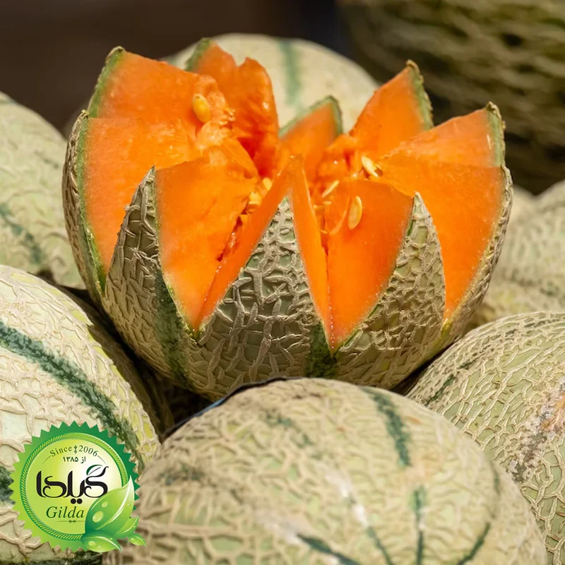 بذر طالبی سمسوری زودرس گیلدا کد 749