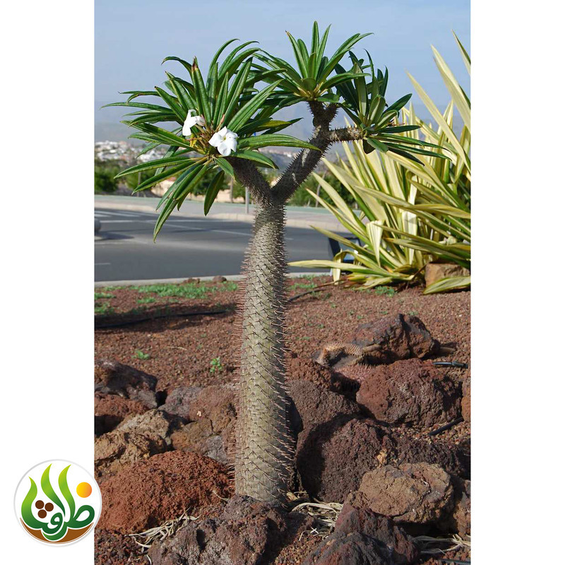 کود کامل تقویتی نخل ماداگاسکار ظرافت مدل KO21313 وزن 100 گرم