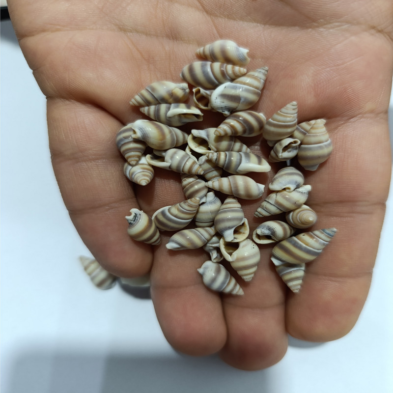 صدف تزیینی مدل pkst02 مجموعه 90 عددی