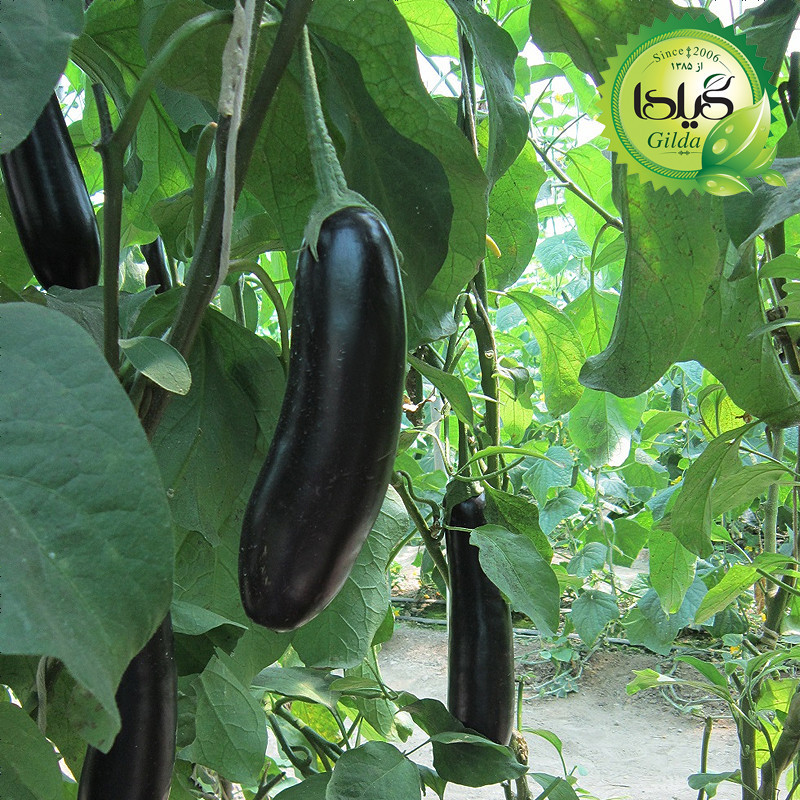 بذر بادمجان قلمی گیلدا کد 450