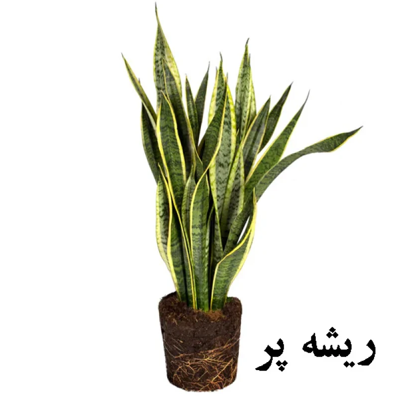 گل طبیعی سانسوريا ابلق تافکو کد 2022