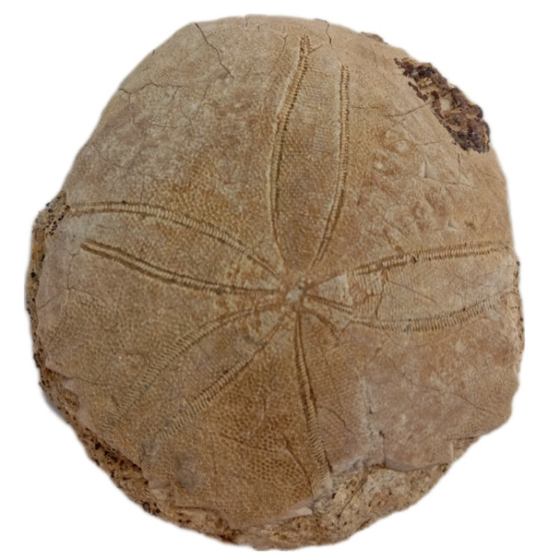سنگ راف مدل فسیل ستاره دریایی کلکسیونی آکواریوم دکوری کد 433