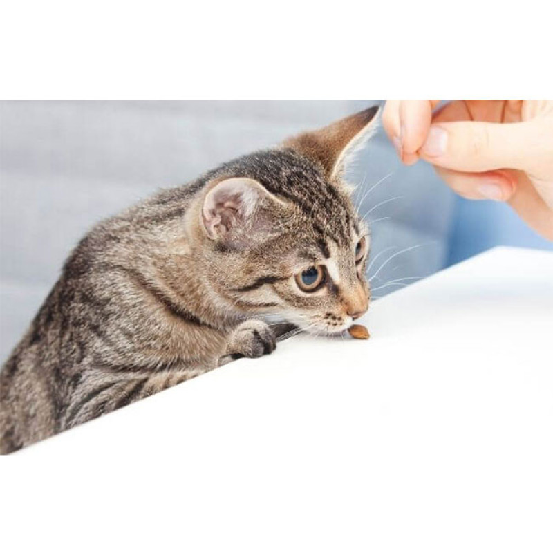 تشویقی گربه جیم کت مدل طعم پنیری وزن 60 گرم