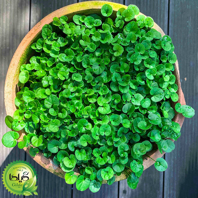 بذر شبدر زینتی گیلدا کد 127