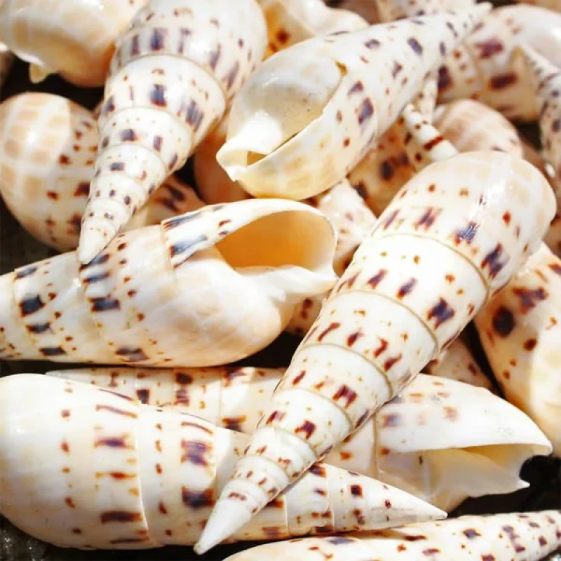صدف تزیینی آکواریوم مدل موشکی