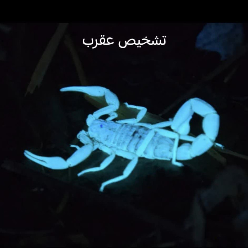 چراغ قوه دستی کینگ لایت مدل UV-365nm با نور بنفش