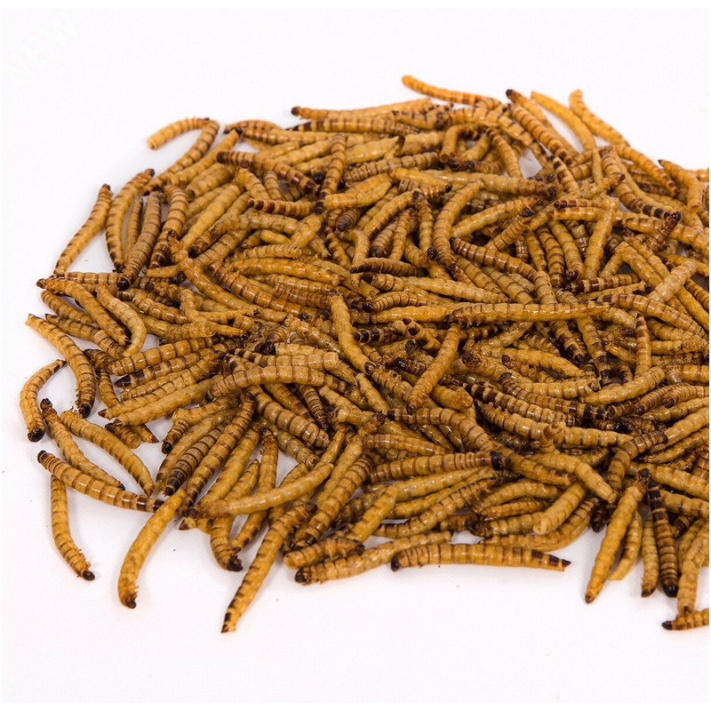 غذای تشویقی مرغ مینا ولکانو سوپرورم کد SWM70 وزن 70 گرم