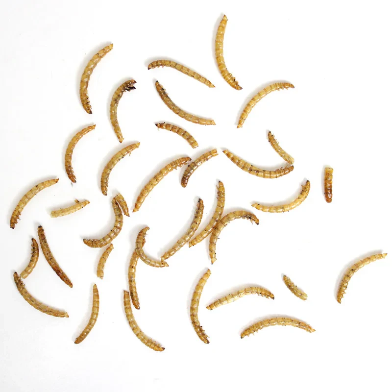 غذای تشویقی پرندگان مای پتز مدل Mealworm وزن 70 گرم