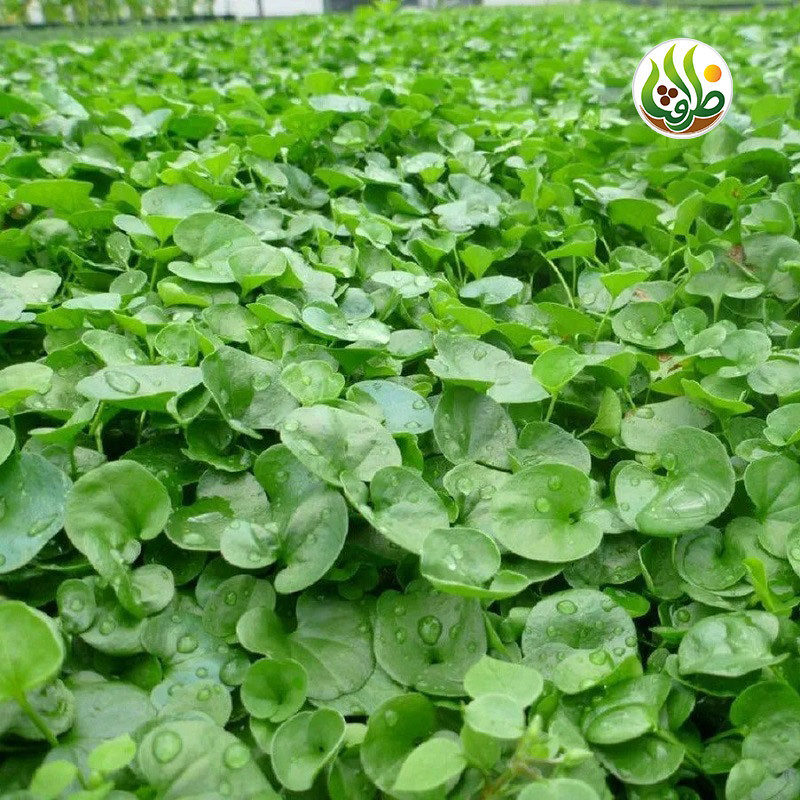 بذر چمن دایکوندرا ظرافت مدل BZ18069 بسته 10 عددی
