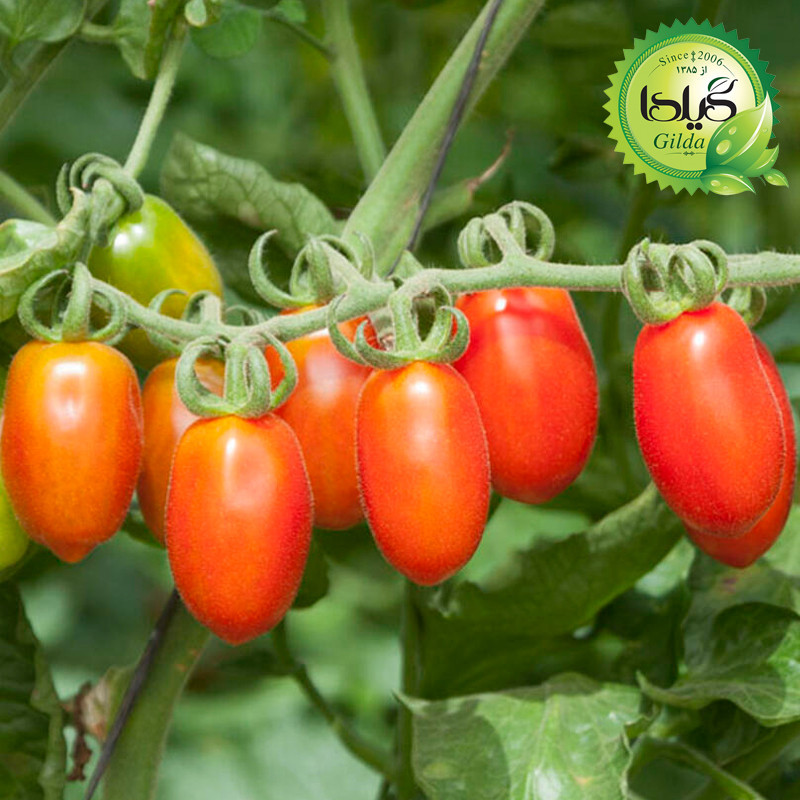 بذر گوجه درختی زیتونی گیلدا کد 576