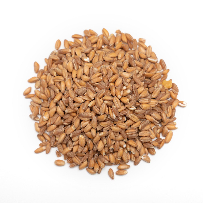 دانه پرندگان مدل گندم کبک کد LuxWheat96 وزن 434 گرم