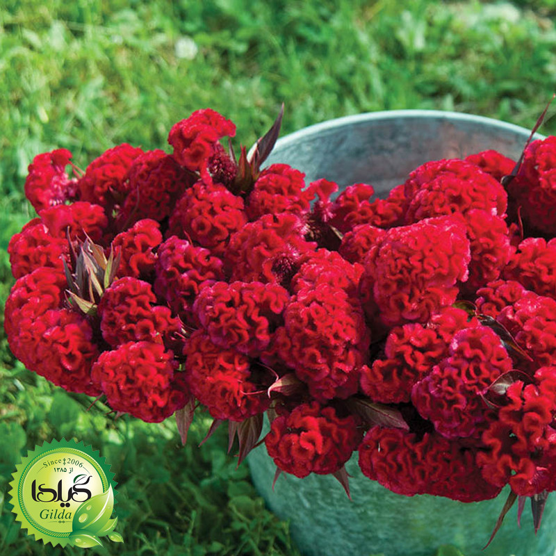 بذر تاج خروس چتری گیلدا کد 801